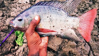 Big Tilapia Catch || Traditional Fishing || Sight Fishing  For Giant Tilapia ||Continue Hunting