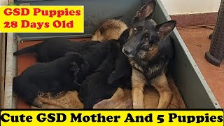 GSD Mother and 5 puppies