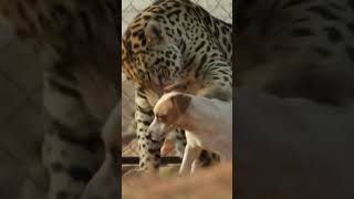 Unlikely Animal Friendships