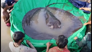 World's LARGEST FRESHWATER FISH caught in Cambodia