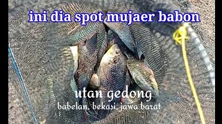 INI DIA...!!! spot mujaer babon di utan gedong bekasi jawa barat...!!!