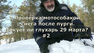 Проверка снега мотособакой после пурги Токует ли глухарь 29 марта #2