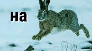 Охота на пушного № 4.2017р.hunting hare 2017.