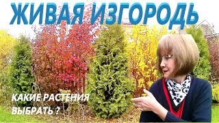 Живая изгородь из туй Барабант и Пузыреплодника. Закрываем некрасивый забор.