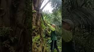 Pembersihan pelepah di kebun #videoshort #viral #gambut #gambut