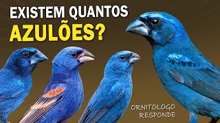 PAPAGAIO que CANTA COMO UM SABIÁ? Existem quantas espécies de azulões? Ornitólogo Responde 44