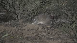 The Quenda! Also Known as Western Brown Bandicoot.