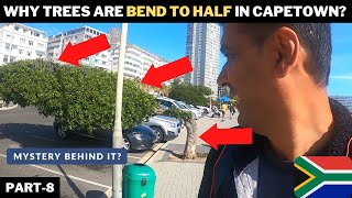 MYSTERY behind ALL TREES IN Capetown | South Africa