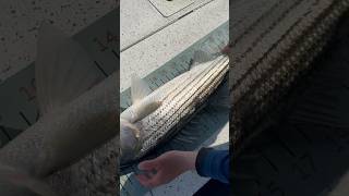 Over-Slot Striped Bass!