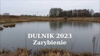 Dulnik  - Zarybienie 2023 r.