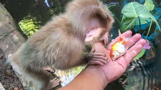 Hot weather​ 🥵 Baby Monkey Ella Enjoy Swimming At Aquarium