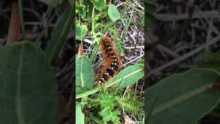 Caterpillar. Insect. Live nature. Гусеница.