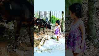 #Village little girl giving &eating biscuits to🐄cow#shorts #animavillagecooking