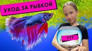 Как я ухаживаю за рыбкой ПЕТУШОК!