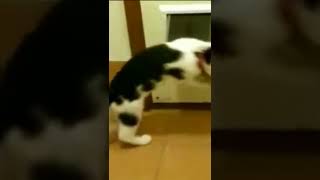 ПРИКОЛ РЖАЧ СОБАКА И КОТ Типичная ситуация в России #Shorts #Dog #Cats