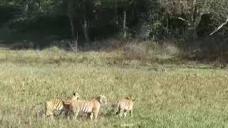 Family of 4 tigers at Corbett- November 2020