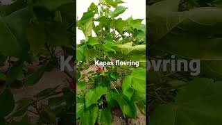 #cotton#flovering#kapas#khedut#farmer#kisan#tochan#agriculture#village life#gamdu#khetivadi#shetkari