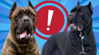 Are Cane Corso Good With Other Dogs?