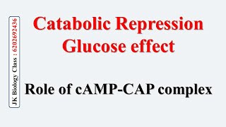 Catabolic repression | Glucose effect | Role of cAMP-CAP complex