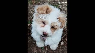 I'M SCARED OF YOUR DOG. #maltipoo #funnydogs #meme #funnyvideo #funnyshorts #lol #fun #viral #dog