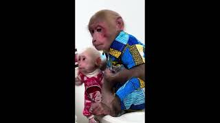 Bibi and lala enjoy cassava #monkeybibi #shorts