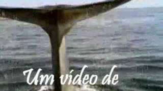 Documentário - Baleia Azul