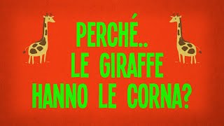 Perché le giraffe hanno le corna?