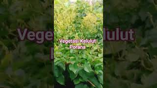 KAPAN VEGETASI KELULUT PORANA MULAI BERBUNGA#shorts #video #videoshort #porana#vegetasilebah