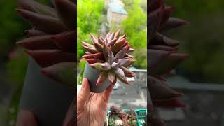 Суккуленты виды: Эхеверия Хукера #music #love #cover #суккуленты #plants #succulent #цветоводство