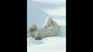 Mother Polar Bear with her baby!