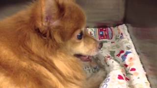 Pomeranian with a Collapsing Trachea