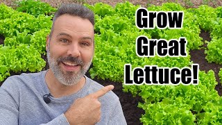 How to Grow Lettuce // Complete Guide!