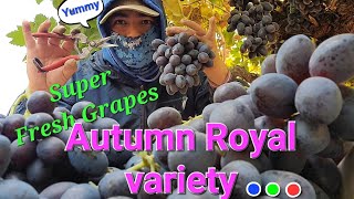 Picking Black seedless Grapes...   (Autumn Royal Variety) at California