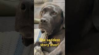 Saddest story ever! #canecorsolove #canecorso #dog #doglover