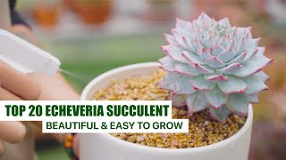 Identify 20 Echeveria Succulent - Beautiful & Easy to Grow // Joy Garden Succulent