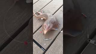 weird creature found while fishing 😲 #shorts #shortsvideo #shortsfeed