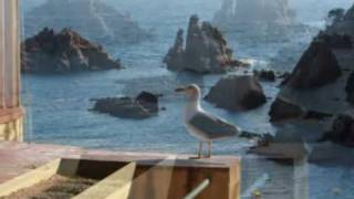 Catalunya, Blanes. Gavines a Mar i Murtra.Gaviotas. Videoart, video arte