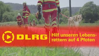 DLRG-Rettungshundestaffel – Hilf unseren Lebensrettern auf vier Pfoten