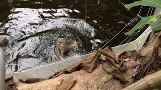 Small clawed otter @Prague zoo