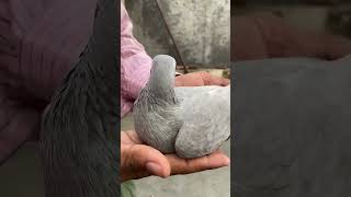 Kasni kabutari ka shok kro. 🥰 #pigeon #kabootar #delhipigeonlover