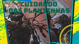 CUIDANDO DAS PLANTINHAS!