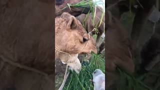 Camels lunch time #animals #goat #camel #youtubeshorts #shorts #cat #wildlife #viralvideo