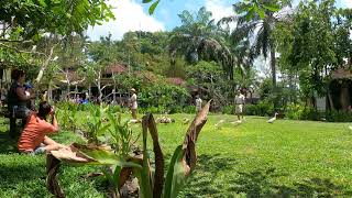 Парк птиц (Bali Bird Park), Индонезия, Бали, Убуд 2024 часть 6