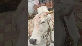 "Unbelievable! Cow Appears to Chant 'Jai Shree Ram'"