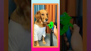 Angry Dog STRANGE Adventures: The Best #shorts #shortvideo #viralshorts #dog #funny #boyzofbanaras