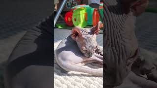 Сфинсы любят солнышко #cat #cattiktok #sphinxcat #tiktok #cats #sphynx #sphinx #кошки #сфинкс