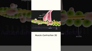 Muscle contraction