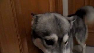 HUSKY SIBERIANO AULLANDO - SIBERIAN HUSKY HOWL