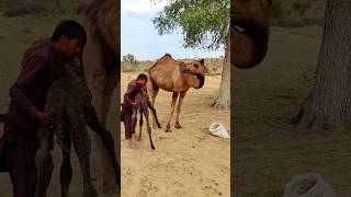 Baby Camel first step