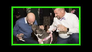 Stray rescue of st. louis' 20th annual holiday gala